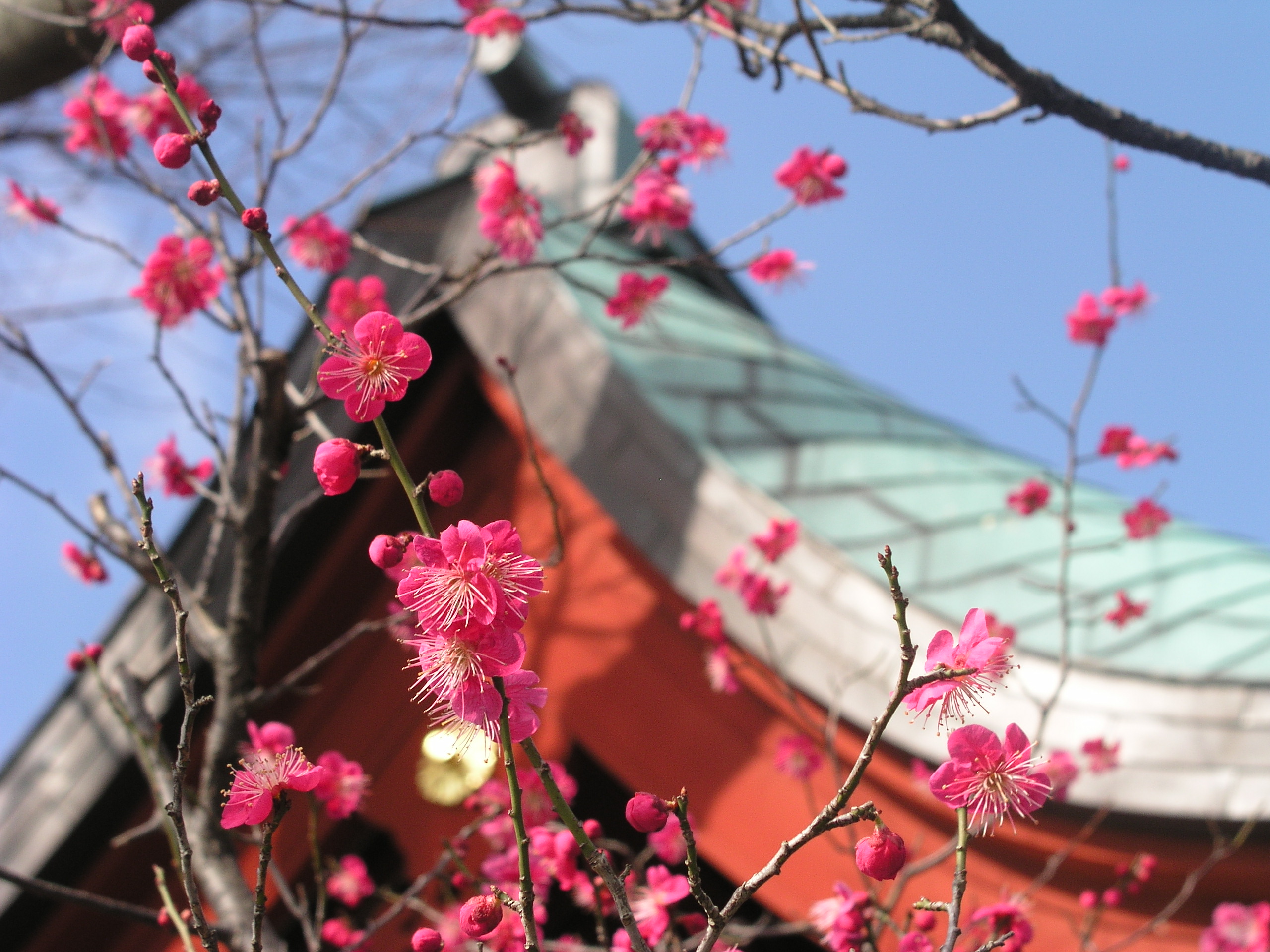 鶴岡八幡宮　梅の花