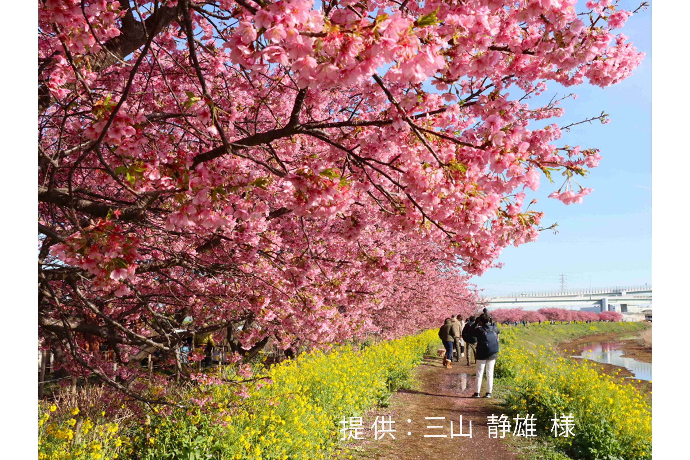 小出川の河津桜・小出川桜まつり