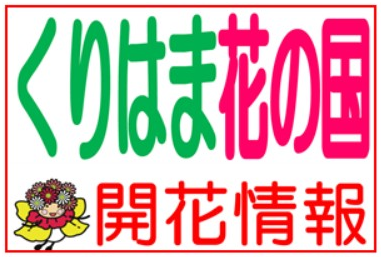 横須賀くりはま花の国・開花情報