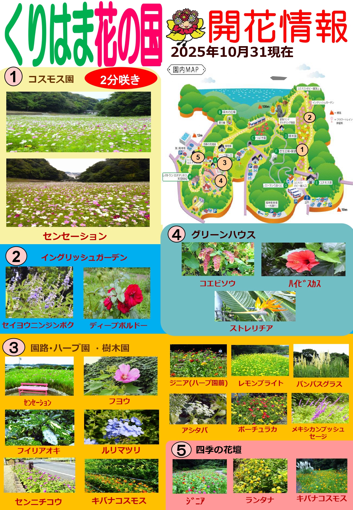 横須賀くりはま花の国・10/31～開花情報