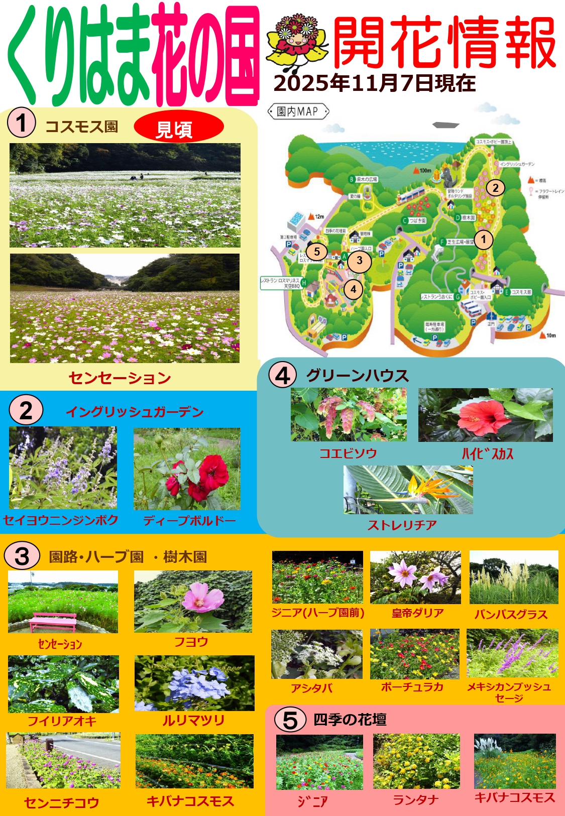 横須賀くりはま花の国・11/7～開花情報
