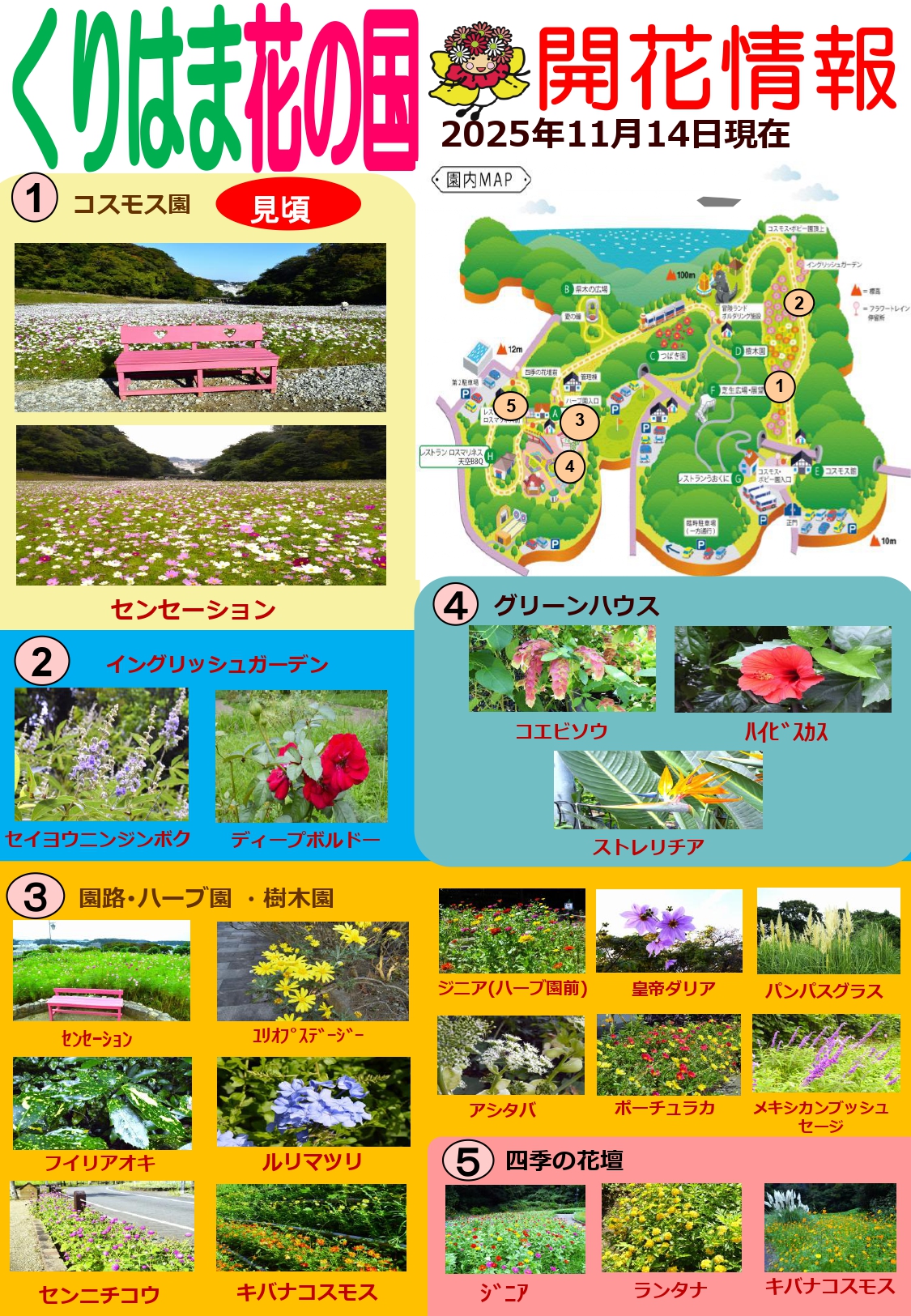 横須賀くりはま花の国・11/14～開花情報