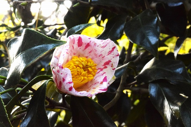 横須賀くりはま花の国・11/28～開花情報