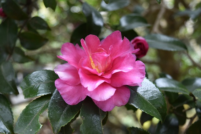 横須賀くりはま花の国・12/13日～開花情報