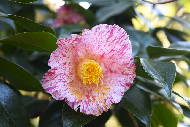 横須賀くりはま花の国・1/23～開花情報