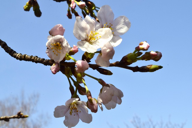 横須賀くりはま花の国・3/27～開花情報