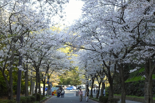 横須賀くりはま花の国・4/3～開花情報
