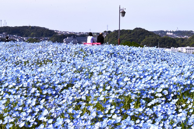 横須賀くりはま花の国・4/17～開花情報