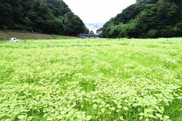 横須賀くりはま花の国・7/17～開花情報