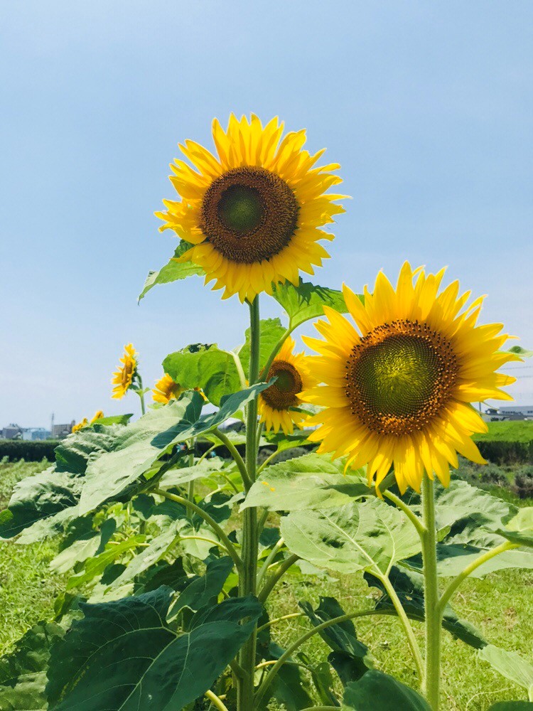 イシックス馬入のお花畑「ひまわり」【平塚市】