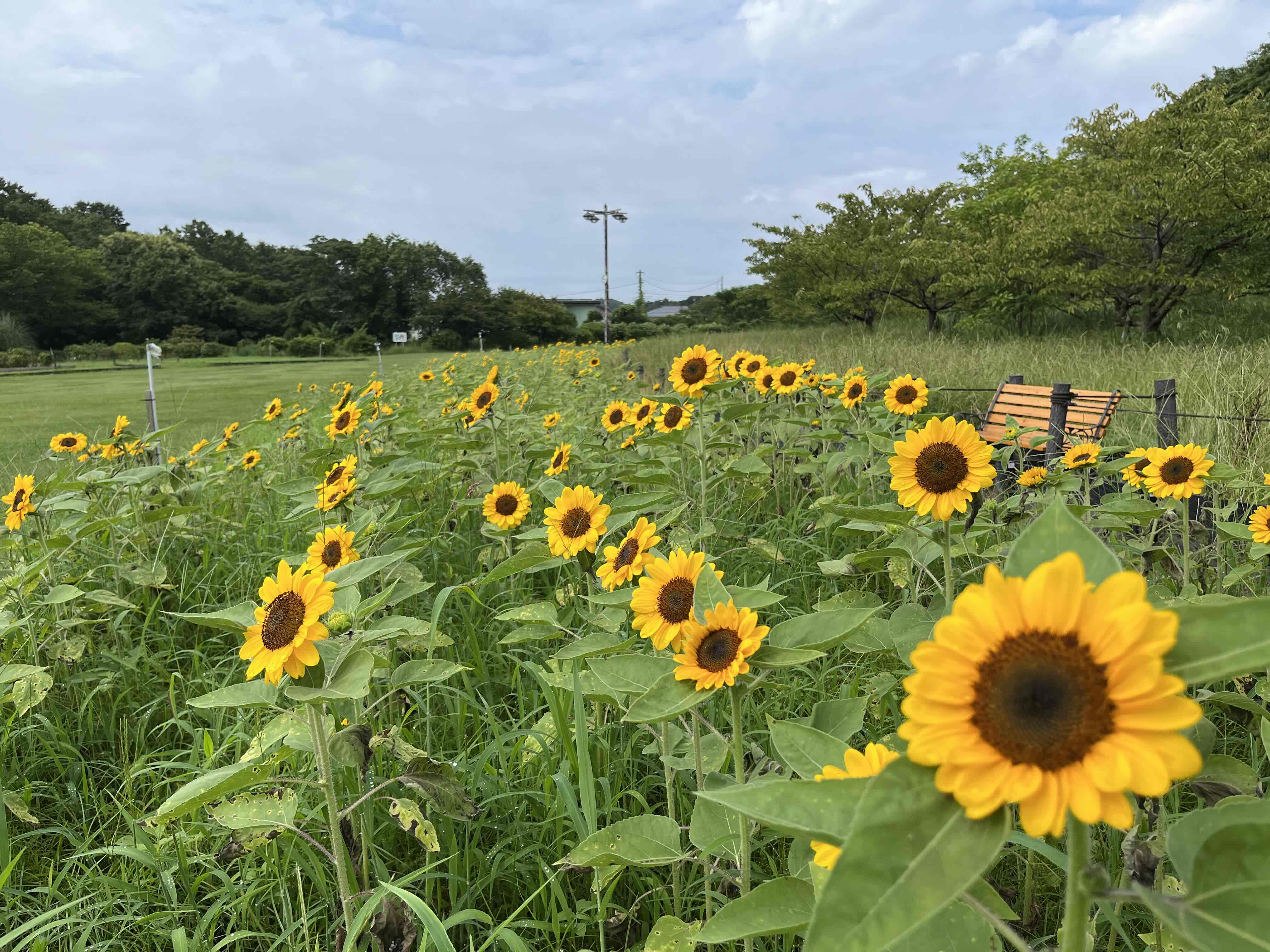 神奈川県立観音崎公園「ひまわり」【横須賀市】