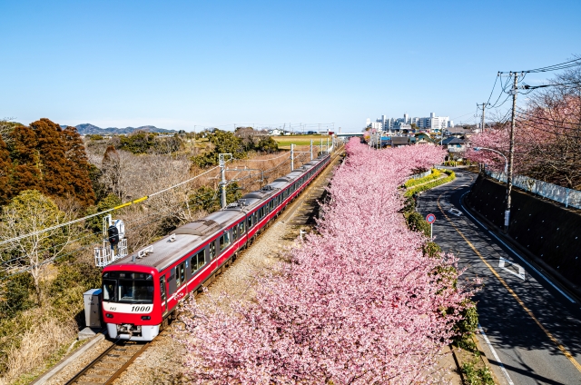 神奈川県で楽しむ早咲き桜スポット特集 !